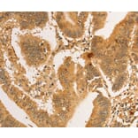Immunohistochemistry - RPL26L1 Antibody from Signalway Antibody (36167) - Antibodies.com