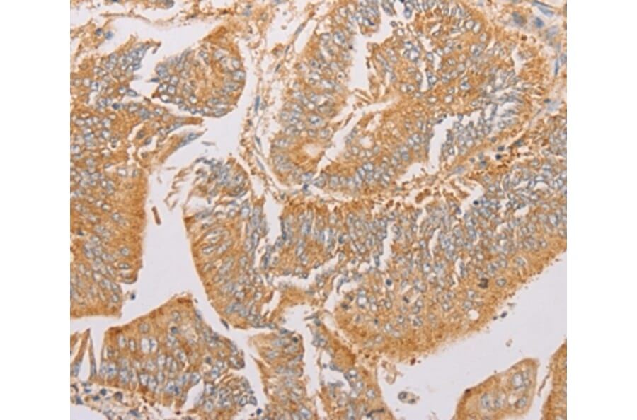 Immunohistochemistry - PACSIN2 Antibody from Signalway Antibody (36208) - Antibodies.com