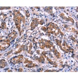 Immunohistochemistry - EIF2AK4 Antibody from Signalway Antibody (36231) - Antibodies.com