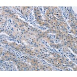 Immunohistochemistry - ATP6AP2 Antibody from Signalway Antibody (36270) - Antibodies.com