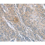 Immunohistochemistry - SH3GLB1 Antibody from Signalway Antibody (36281) - Antibodies.com