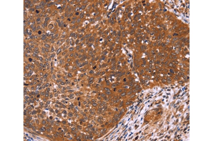Immunohistochemistry - CDC37L1 Antibody from Signalway Antibody (36333) - Antibodies.com