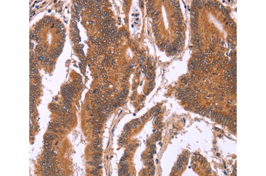 Immunohistochemistry - CDC37L1 Antibody from Signalway Antibody (36333) - Antibodies.com