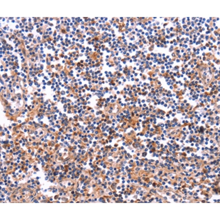 Immunohistochemistry - COL20A1 Antibody from Signalway Antibody (36361) - Antibodies.com