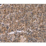 Immunohistochemistry - FAM107A Antibody from Signalway Antibody (36461) - Antibodies.com