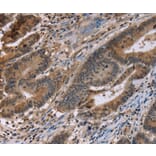Immunohistochemistry - FAM107A Antibody from Signalway Antibody (36461) - Antibodies.com