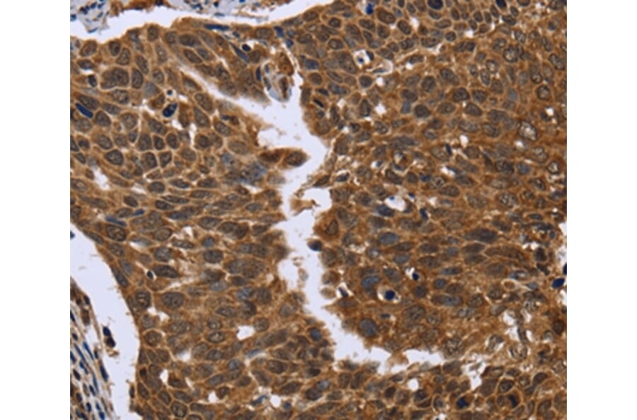 anti-fgfr1op-antibody-a45132-antibodies