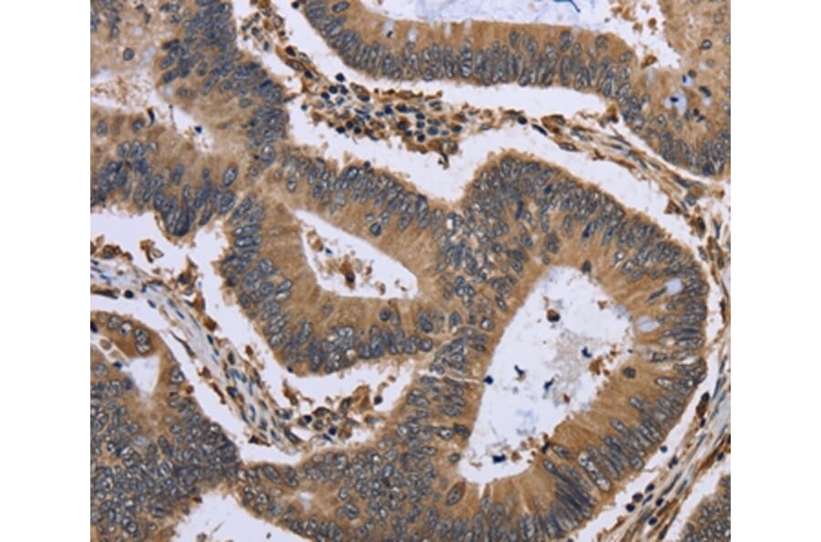 Immunohistochemistry - GADD45B Antibody from Signalway Antibody (36492) - Antibodies.com