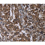 Immunohistochemistry - DNAJC15 Antibody from Signalway Antibody (36503) - Antibodies.com