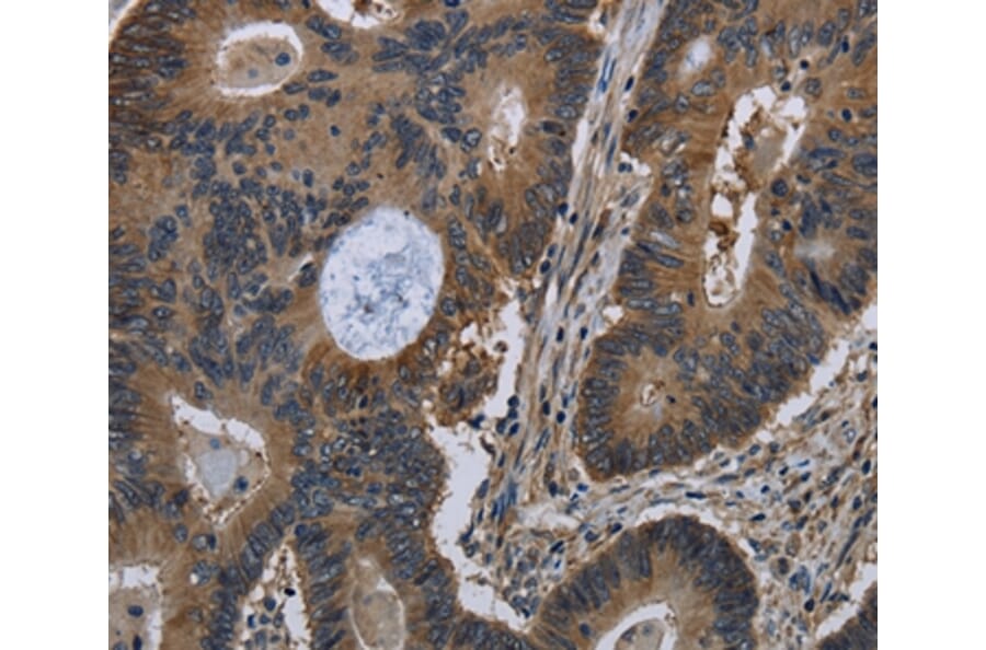 Immunohistochemistry - TSC22D3 Antibody from Signalway Antibody (36504) - Antibodies.com