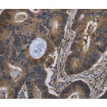 Immunohistochemistry - TSC22D3 Antibody from Signalway Antibody (36504) - Antibodies.com