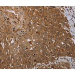 Immunohistochemistry - HSD17B4 Antibody from Signalway Antibody (36531) - Antibodies.com