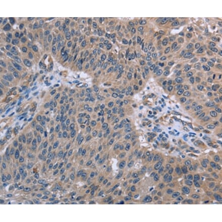 Immunohistochemistry - RNF144B Antibody from Signalway Antibody (36541) - Antibodies.com