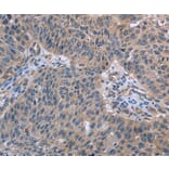 Immunohistochemistry - RNF144B Antibody from Signalway Antibody (36541) - Antibodies.com