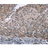 Immunohistochemistry - RNF144B Antibody from Signalway Antibody (36541) - Antibodies.com