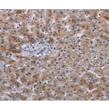 Immunohistochemistry - JAKMIP2 Antibody from Signalway Antibody (36561) - Antibodies.com