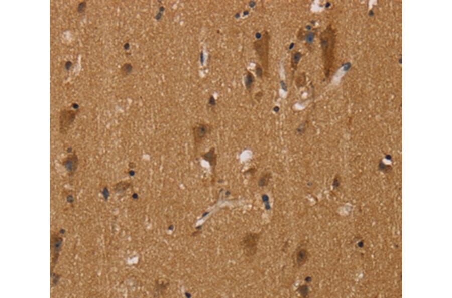 Immunohistochemistry - NGFRAP1 Antibody from Signalway Antibody (36629) - Antibodies.com