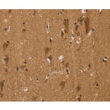 Immunohistochemistry - NGFRAP1 Antibody from Signalway Antibody (36629) - Antibodies.com