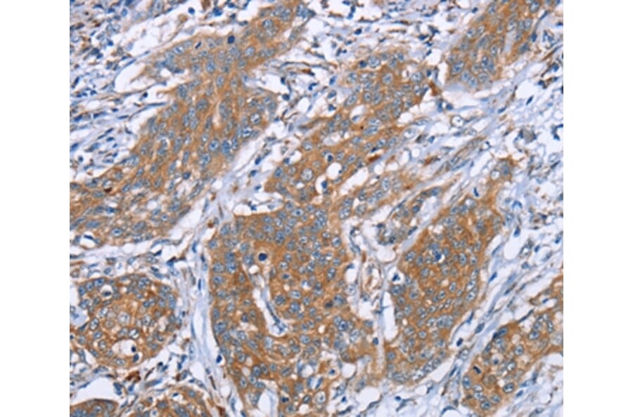 Immunohistochemistry - PITPNM1 Antibody from Signalway Antibody (36651) - Antibodies.com