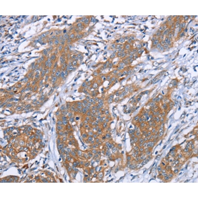 Immunohistochemistry - PITPNM1 Antibody from Signalway Antibody (36651) - Antibodies.com