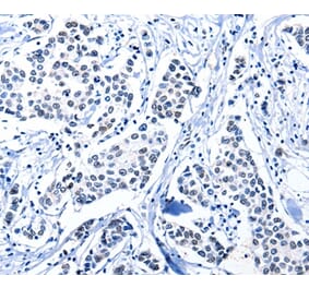 Immunohistochemistry - POU2AF1 Antibody from Signalway Antibody (36775) - Antibodies.com