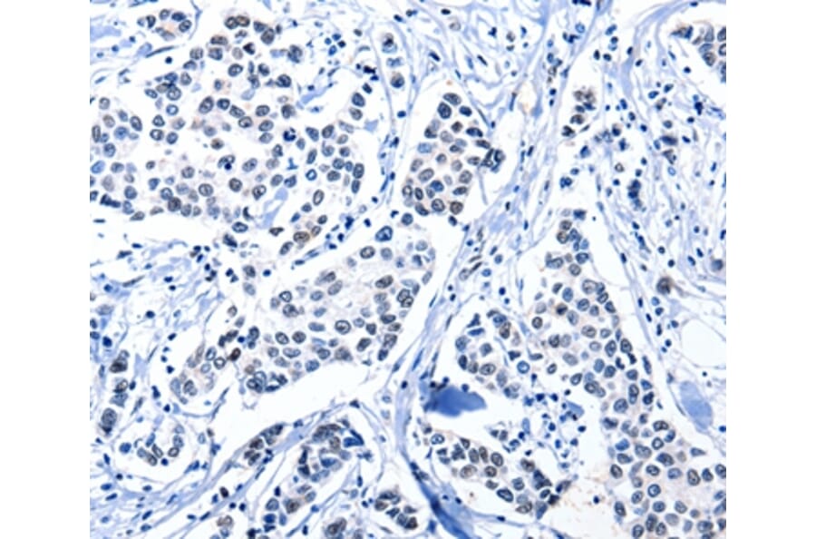 Immunohistochemistry - POU2AF1 Antibody from Signalway Antibody (36775) - Antibodies.com