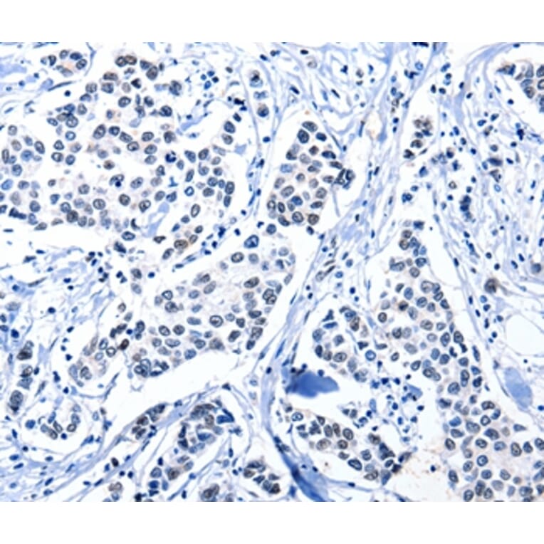 Immunohistochemistry - POU2AF1 Antibody from Signalway Antibody (36775) - Antibodies.com