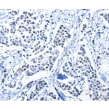 Immunohistochemistry - POU2AF1 Antibody from Signalway Antibody (36775) - Antibodies.com