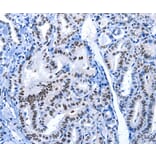 Immunohistochemistry - POU2AF1 Antibody from Signalway Antibody (36775) - Antibodies.com