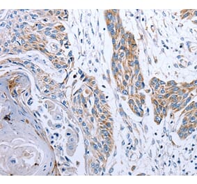 Immunohistochemistry - NDUFA12 Antibody from Signalway Antibody (36824) - Antibodies.com