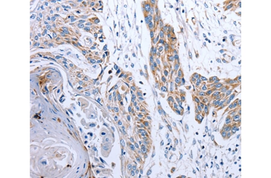 Immunohistochemistry - NDUFA12 Antibody from Signalway Antibody (36824) - Antibodies.com