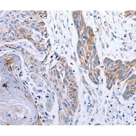Immunohistochemistry - NDUFA12 Antibody from Signalway Antibody (36824) - Antibodies.com