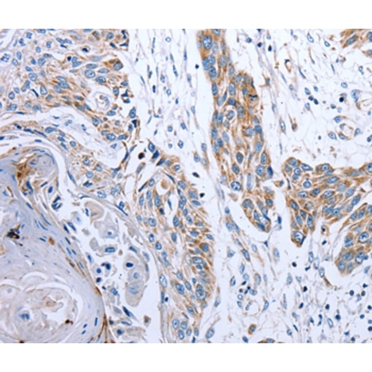 Immunohistochemistry - NDUFA12 Antibody from Signalway Antibody (36824) - Antibodies.com