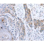 Immunohistochemistry - NDUFA12 Antibody from Signalway Antibody (36824) - Antibodies.com