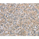 Immunohistochemistry - C2orf40 Antibody from Signalway Antibody (36833) - Antibodies.com