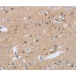 Immunohistochemistry - C2orf40 Antibody from Signalway Antibody (36833) - Antibodies.com