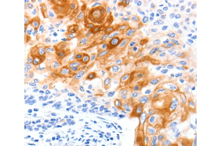 Immunohistochemistry - SLC2A11 Antibody from Signalway Antibody (36905) - Antibodies.com