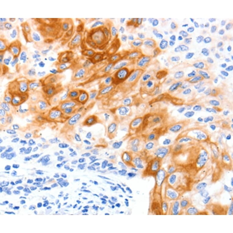 Immunohistochemistry - SLC2A11 Antibody from Signalway Antibody (36905) - Antibodies.com