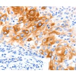 Immunohistochemistry - SLC2A11 Antibody from Signalway Antibody (36905) - Antibodies.com