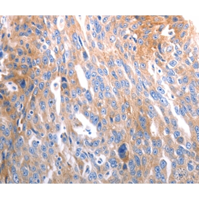 Immunohistochemistry - SLC44A1 Antibody from Signalway Antibody (37033) - Antibodies.com