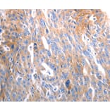 Immunohistochemistry - SLC44A1 Antibody from Signalway Antibody (37033) - Antibodies.com