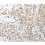Immunohistochemistry - TOP1MT Antibody from Signalway Antibody (37052) - Antibodies.com