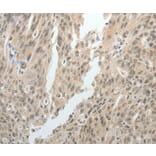 Immunohistochemistry - TOP1MT Antibody from Signalway Antibody (37052) - Antibodies.com