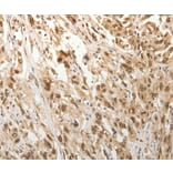 Immunohistochemistry - ADIPOR2 Antibody from Signalway Antibody (37086) - Antibodies.com