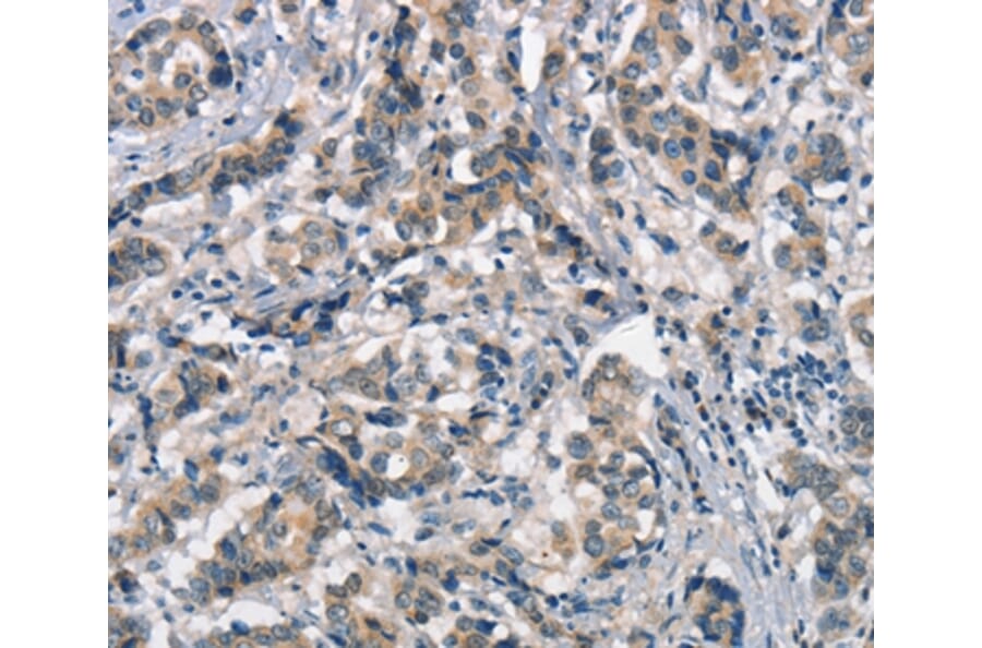 Immunohistochemistry - APOA1BP Antibody from Signalway Antibody (37113) - Antibodies.com