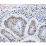 Immunohistochemistry - NEUROG2 Antibody from Signalway Antibody (37185) - Antibodies.com