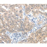 Immunohistochemistry - SLC20A1 Antibody from Signalway Antibody (37243) - Antibodies.com