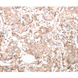 Immunohistochemistry - pan CDH Antibody from Signalway Antibody (37301) - Antibodies.com