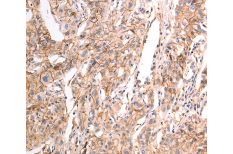 Immunohistochemistry - pan CDH Antibody from Signalway Antibody (37301) - Antibodies.com