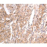 Immunohistochemistry - pan CDH Antibody from Signalway Antibody (37301) - Antibodies.com